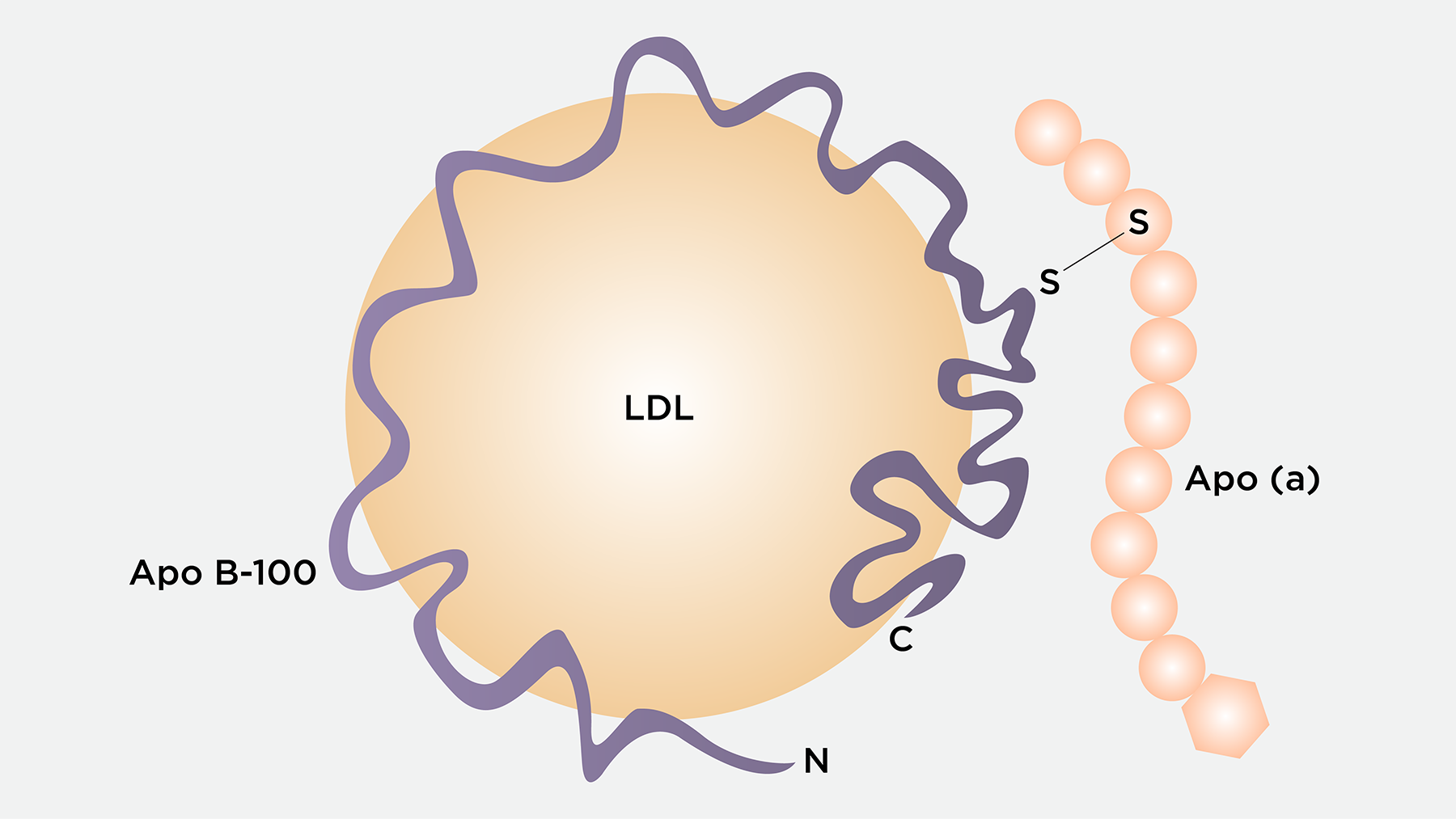 Lipoprotein(a) And Lipoprotein X – Biochemistry Basics By Dr. Amit ...