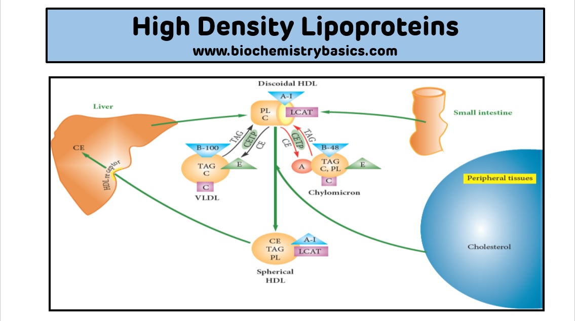 HDL Metabolism || Reverse Cholesterol Transport || HDL Metabolism ...