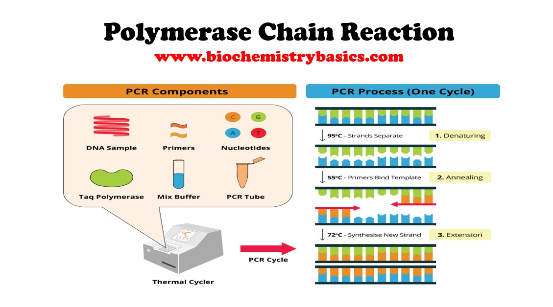 Polymerase Chain Reaction Essay