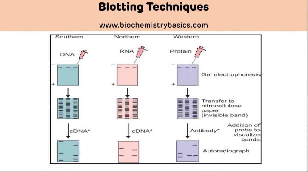 Types And Applications Of Blotting Techniques – Biochemistry Basics By ...