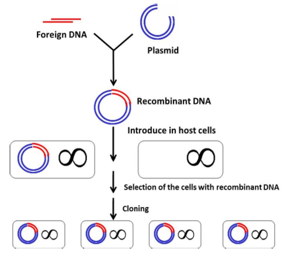 The Process Of Making Recombinant Dna at Joe Nix blog