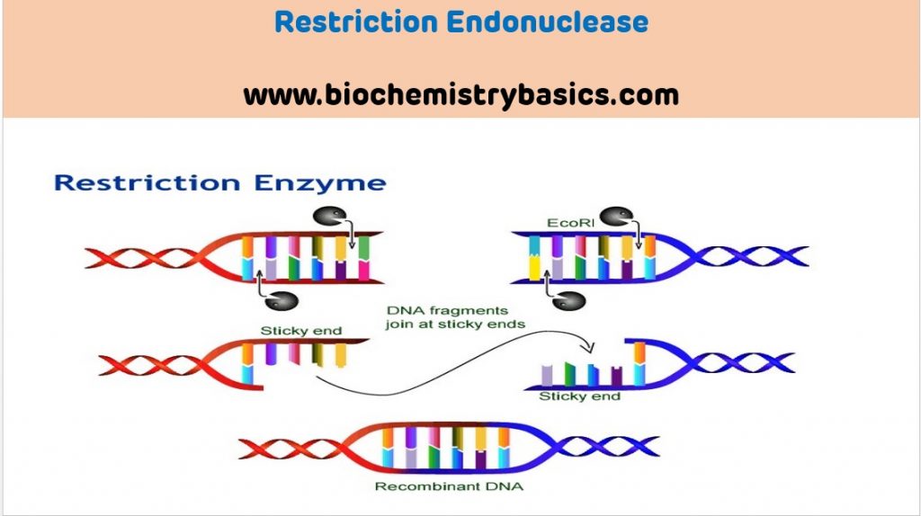 Introduction To Restriction Endonucleases – Biochemistry Basics By Dr ...