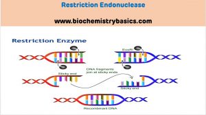 Introduction to Restriction Endonucleases – Biochemistry Basics by Dr ...