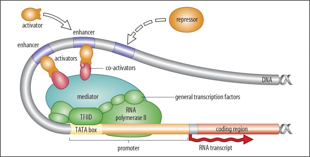 transcription-in-eukaryotes-biochemistry-basics-by-dr-amit-maheshwari