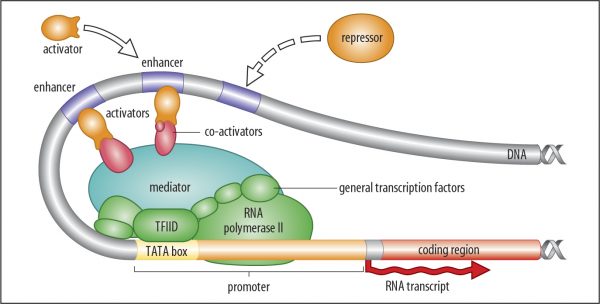 Transcription In Eukaryotes Biochemistry Basics By Dr Amit Maheshwari 3859