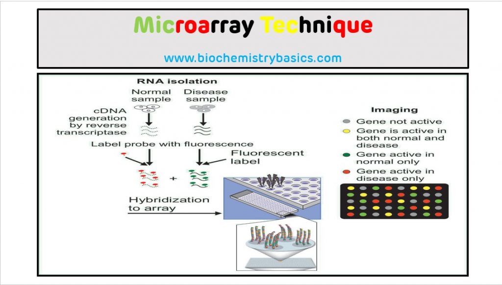 Microarray Technique – Biochemistry Basics by Dr. Amit Maheshwari