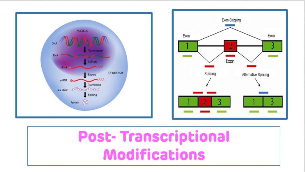 post-transcriptional-modifications-of-rna-biochemistry-basics-by-dr-amit-maheshwari