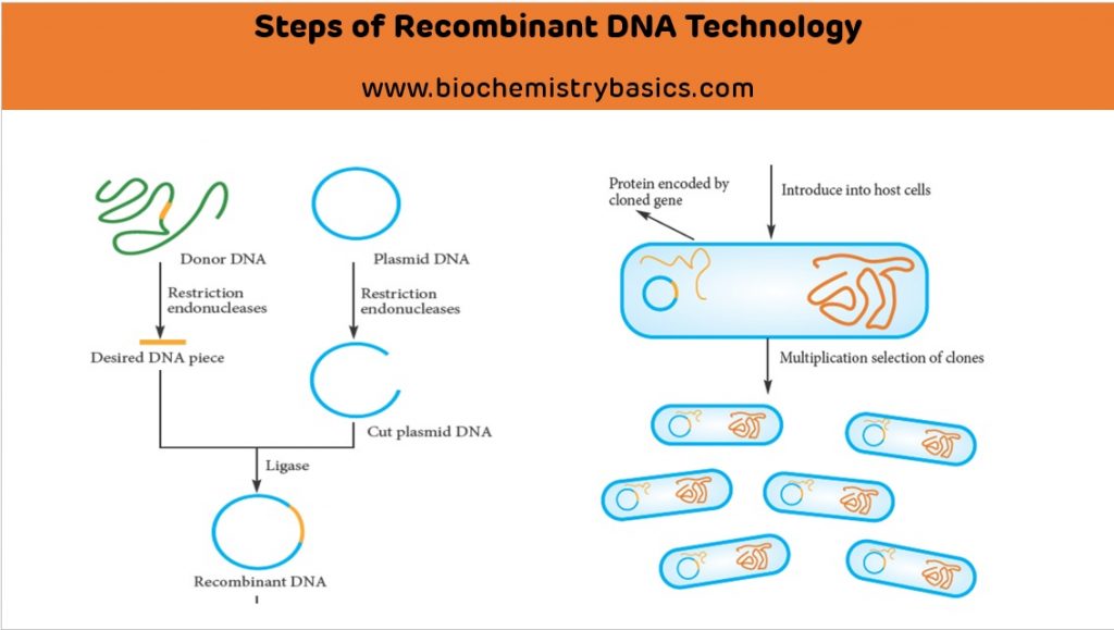 Lecture note on Recombinant DNA Technology (Genetic Engineering ...