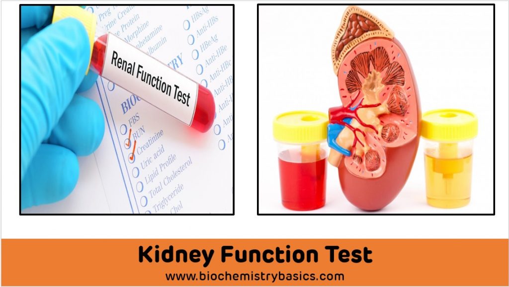 kidney function test research paper