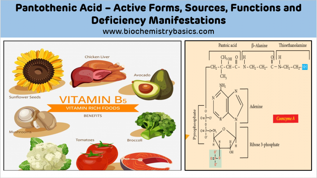 Pantothenic Acid – Vitamin B5 – Biochemistry Basics by Dr. Amit Maheshwari